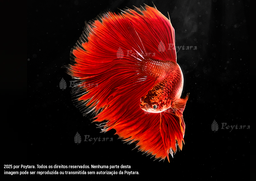 Imagem Betta-Marca